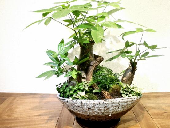 如何讓發(fā)財樹發(fā)芽，發(fā)財樹發(fā)芽方法