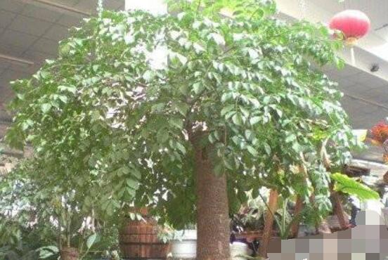 幸福樹怎么澆水，不干不澆、澆則必透的原則