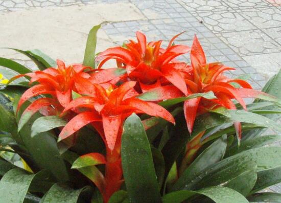 鴻運(yùn)當(dāng)頭什么時(shí)候開(kāi)花，鴻運(yùn)當(dāng)頭一年開(kāi)幾次花