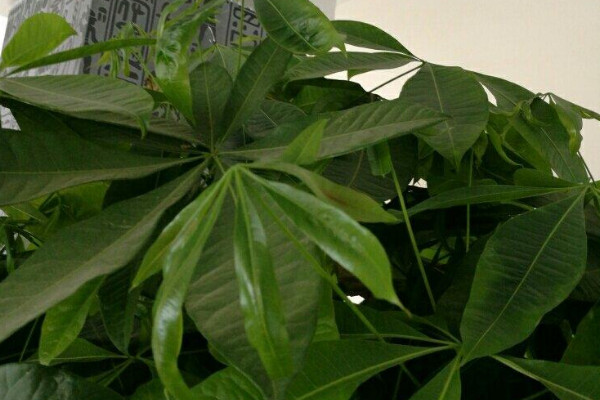 發(fā)財(cái)樹可以用淘米水嗎