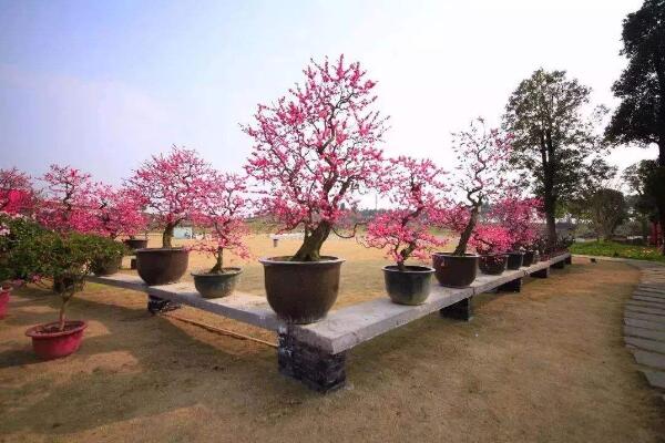 梅花盆景養(yǎng)護(hù)要點(diǎn)，牢記以下5點(diǎn)