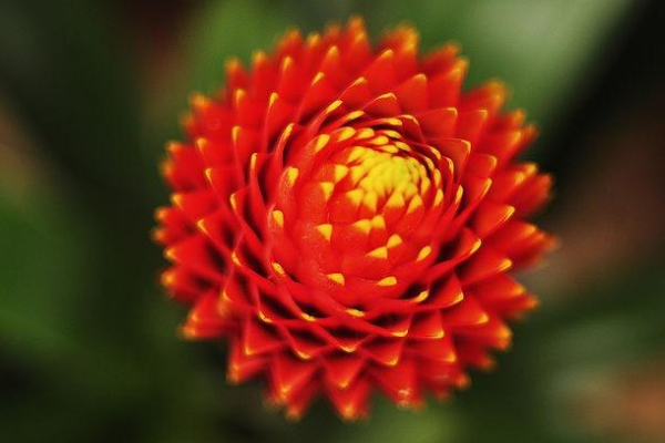 鴻運當(dāng)頭花顏色變淡怎么辦，澆水方法不對