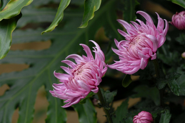 菊花花語 清明節(jié)