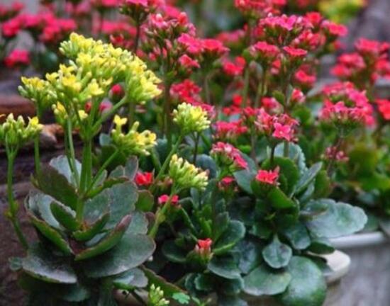 長(zhǎng)壽花白粉病怎么辦，長(zhǎng)壽花白粉病的預(yù)防方法