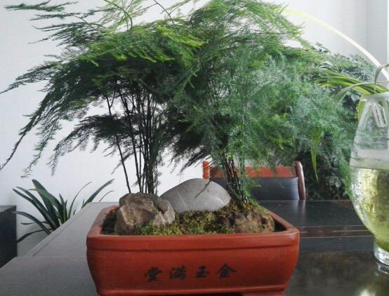 文竹水澆多了怎么辦，疏松土壤、增加光照