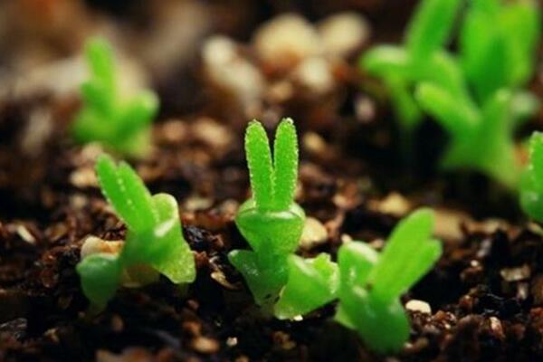 碧光環(huán)種子的種植方法，可以通過以下4步來進(jìn)行