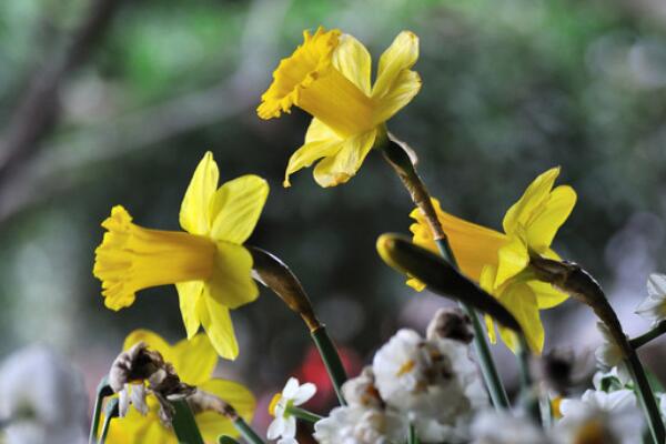 洋水仙開(kāi)花后怎么處理，做好修剪以及養(yǎng)球處理