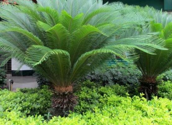 鐵樹開花的征兆，預示生活美滿、大吉大利