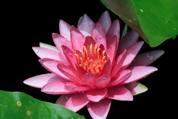 睡蓮的花語(yǔ)