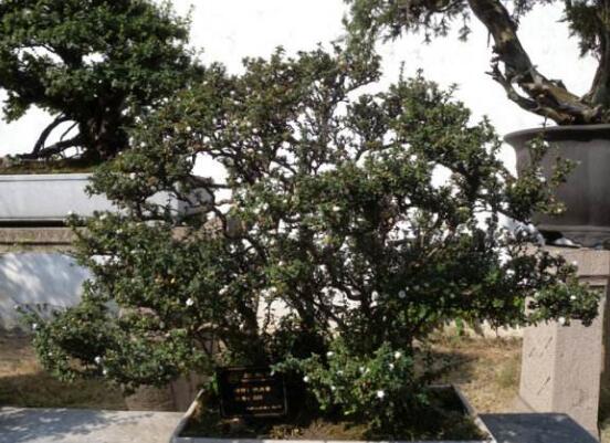 六月雪花怎么施肥，六月雪花施肥方法