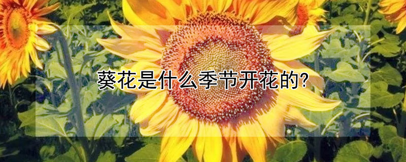 葵花是什么季節(jié)開花的?