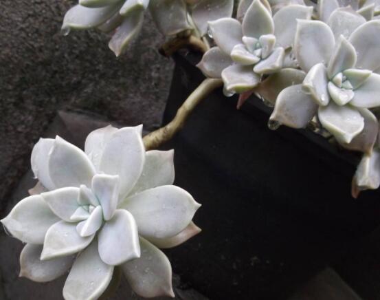 寶石花的花語(yǔ)是什么，代表著一種永不凋謝的愛、大富大貴