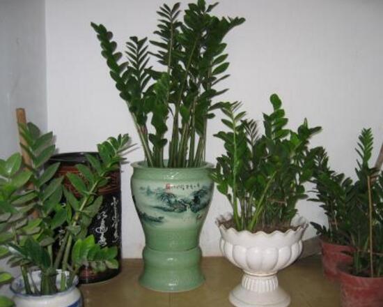 金錢樹怎么養(yǎng)才茂盛，金錢樹的養(yǎng)殖方法