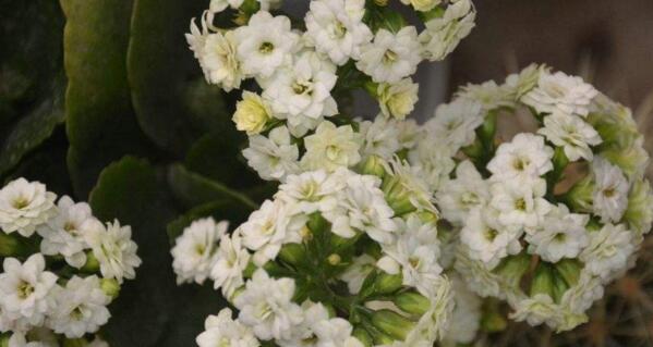 如何使長(zhǎng)壽花長(zhǎng)得茂盛，只需要做好以下5步