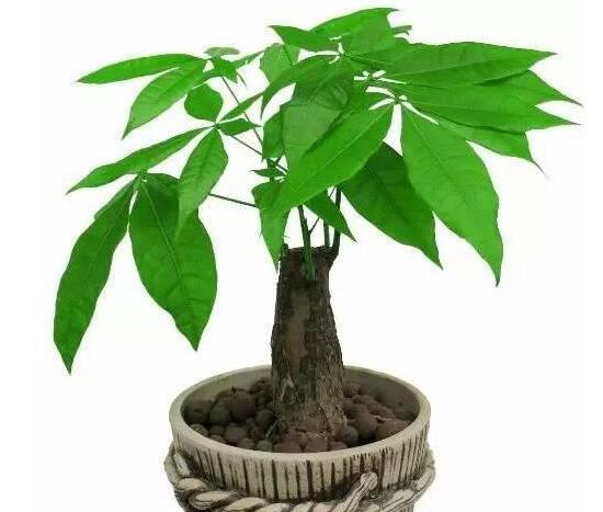 剛買的發(fā)財樹怎么養(yǎng)，新買的發(fā)財樹的養(yǎng)護技巧