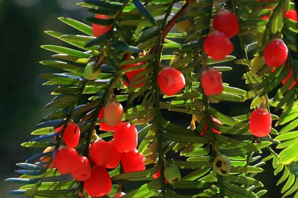 紅豆杉圖片，特征、種類以及用途介紹