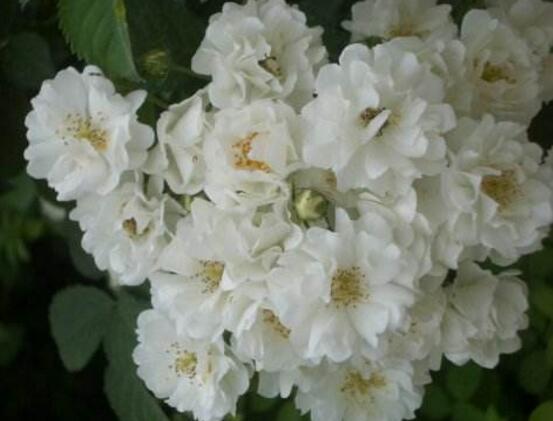 薔薇花圖片大全，細數(shù)薔薇花八種圖片大全