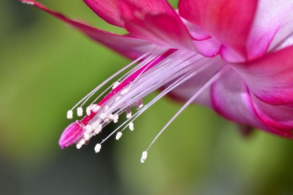 蟹爪蘭怎么養(yǎng)才能開花不斷