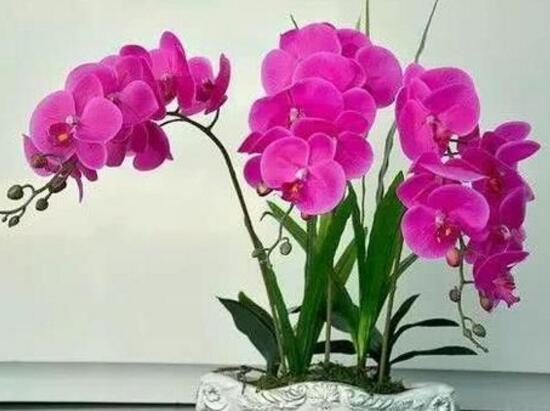 家里養(yǎng)蝴蝶蘭風(fēng)水好嗎，蝴蝶蘭的風(fēng)水作用