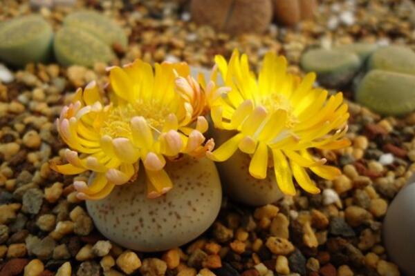 生石花什么時(shí)候開(kāi)花，夏秋兩季開(kāi)花（花期比較短暫）