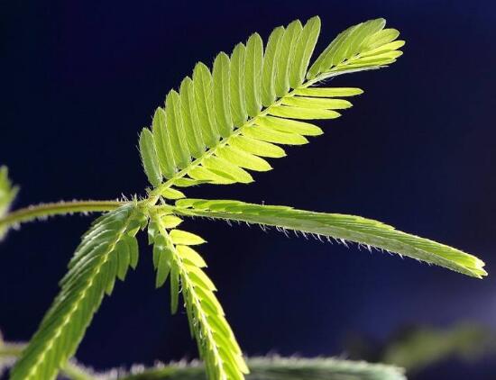 含羞草葉子為什么發(fā)黃，含羞草葉子發(fā)黃怎么辦