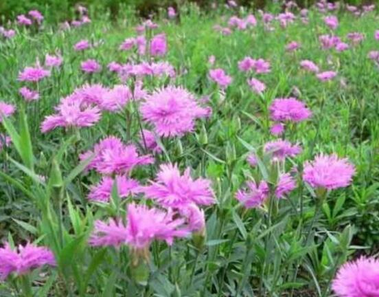 康乃馨一年開幾次花，一年只開一次花