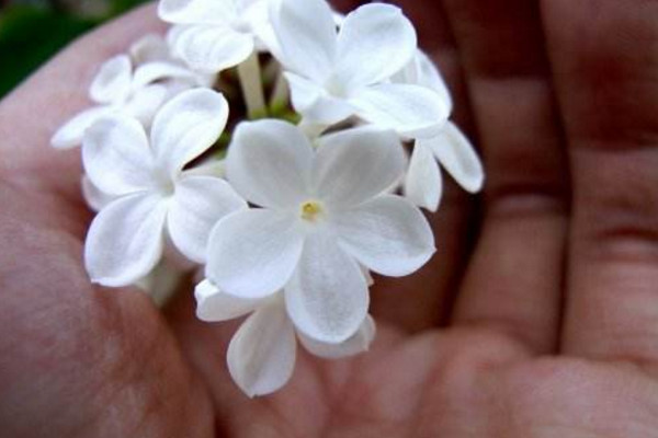 五瓣丁香的花語(yǔ)