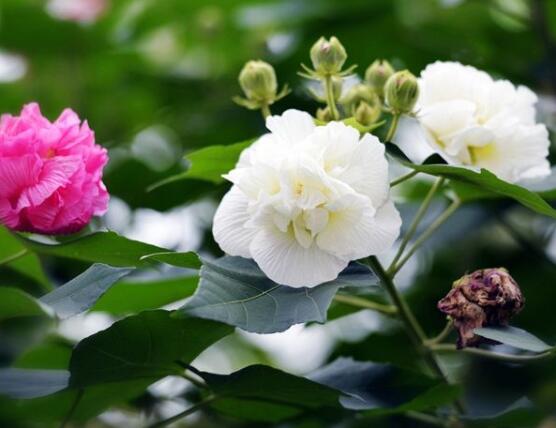 芙蓉花的花語和傳說，代表著脫俗持久、高潔之士、纖細之美