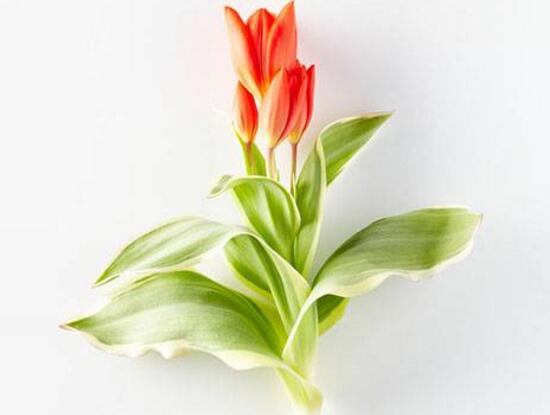 郁金香葉子發(fā)黃的原因，郁金香葉子發(fā)黃怎么辦