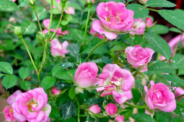 微型月季花的養(yǎng)殖方法