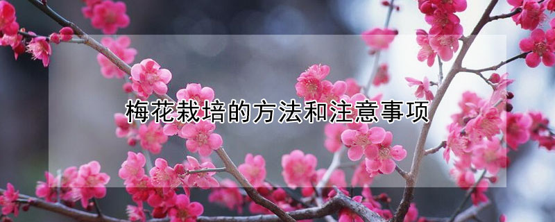 梅花栽培的方法和注意事項(xiàng)