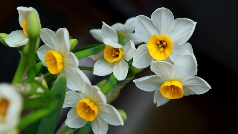 水仙花花語