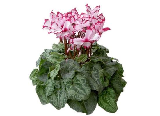 仙客來(lái)開花后怎么養(yǎng)，仙客來(lái)花的養(yǎng)護(hù)技巧