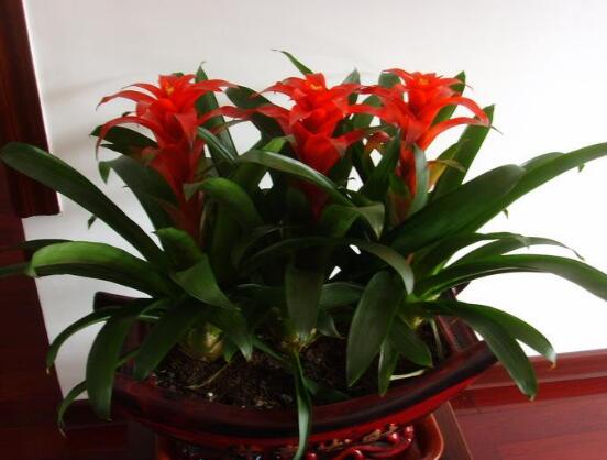 鴻運(yùn)當(dāng)頭花怎么養(yǎng)，教你六大方法養(yǎng)的鮮艷美麗