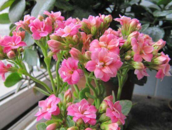 長壽花開花時(shí)怎么澆水，做好這四大要點(diǎn)花開茂盛
