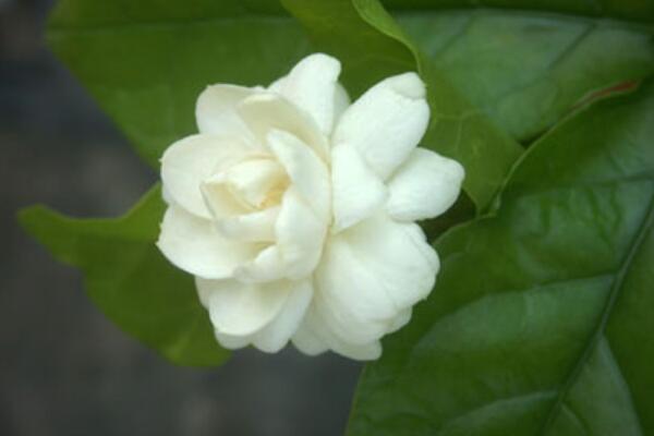 茉莉花夏天怎么養(yǎng)，控制施肥澆水得當(dāng)才能養(yǎng)得好