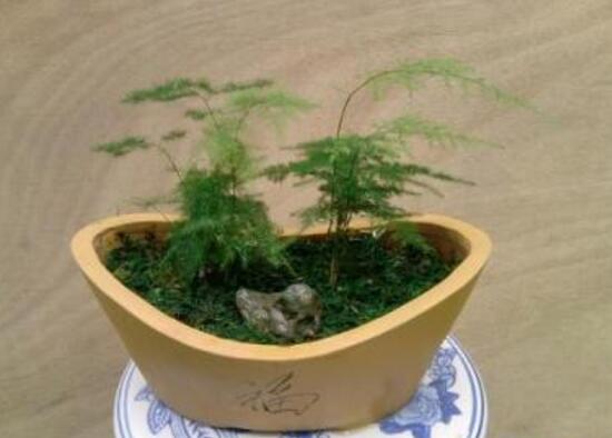 文竹怎么施肥，文竹施什么肥料好/氮肥為主