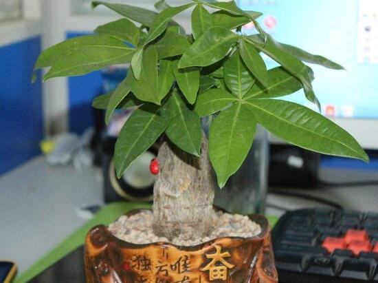 發(fā)財(cái)樹(shù)盆栽怎么養(yǎng)，小發(fā)財(cái)樹(shù)盆景圖片大全