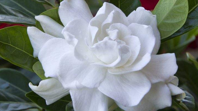 梔子花不同季節(jié)的養(yǎng)護(hù)管理