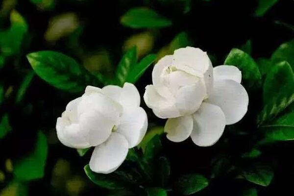 茉莉花如何移栽，做好這五步即可簡(jiǎn)單成活