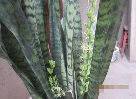 虎皮蘭有哪些品種，細數(shù)虎皮蘭最好看的八大品種