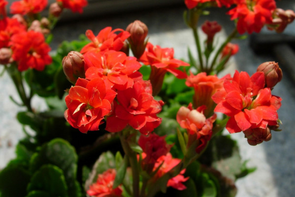 長壽花什么季節(jié)開花，春季2~5月綻放