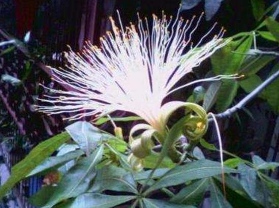 發(fā)財(cái)樹會(huì)開花嗎，發(fā)財(cái)樹開花什么寓意/發(fā)大財(cái)