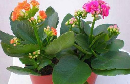長壽花盆栽怎么養(yǎng)，長壽花盆栽的養(yǎng)殖方法