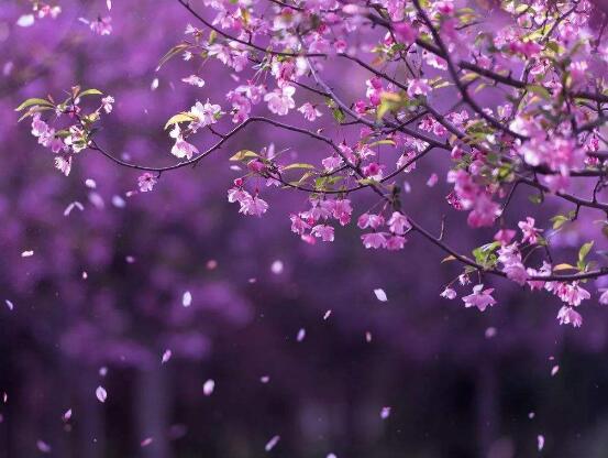 海棠花怎么澆水，海棠花澆水方法