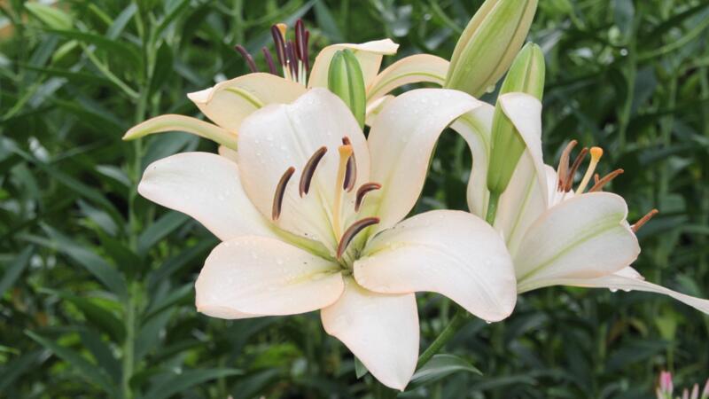 百合花的花語(yǔ)