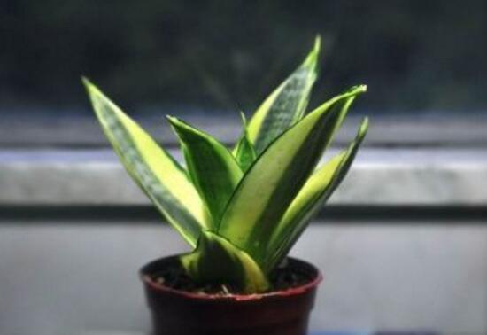 虎皮蘭施什么肥好，虎皮蘭怎么養(yǎng)發(fā)芽多