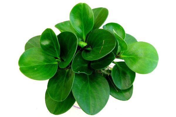 碧玉花植物如何移栽，簡(jiǎn)單三步教你扦插成活