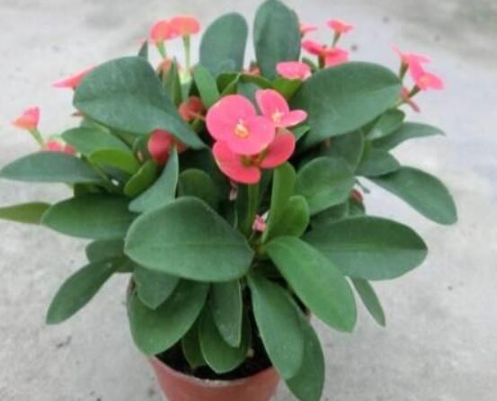 虎刺梅花期多少天，一年四季均可開花(養(yǎng)殖得當)