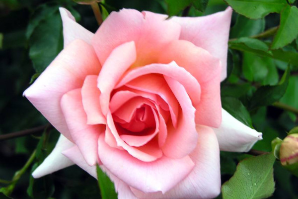 盆栽薔薇花的養(yǎng)殖方法和注意事項(xiàng)